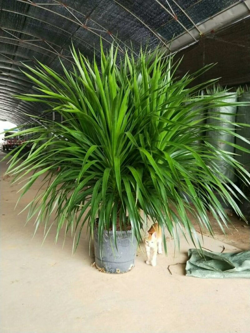 龙血树