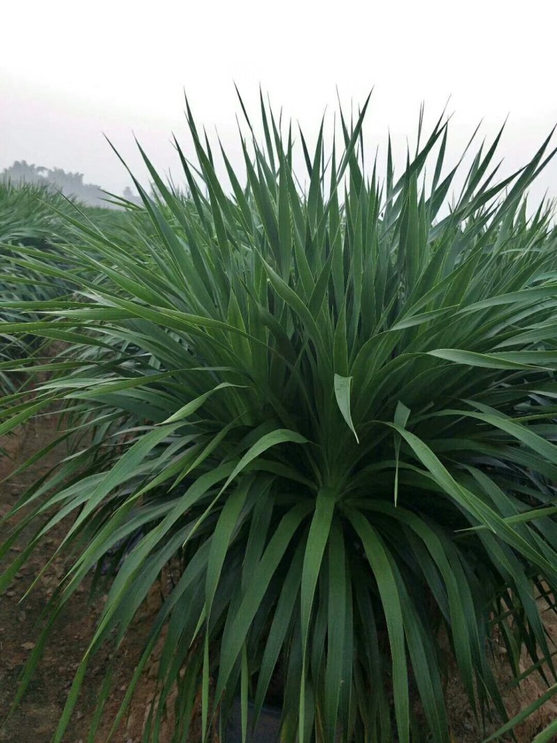 龙血树