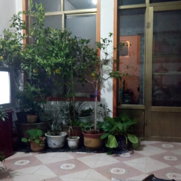 白蜡