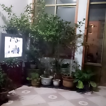 紫荆