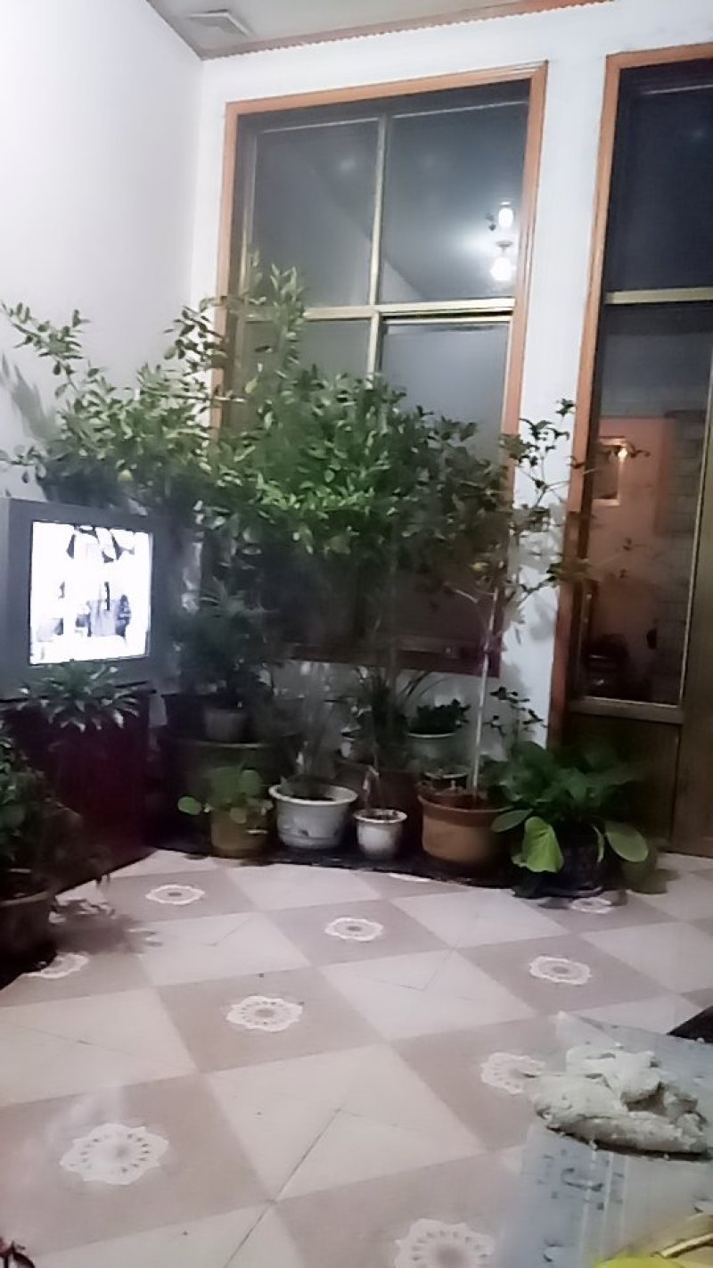 紫荆