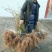 苍溪红心猕猴桃嫁接苗原产地直发2年苗栽后第二年挂果