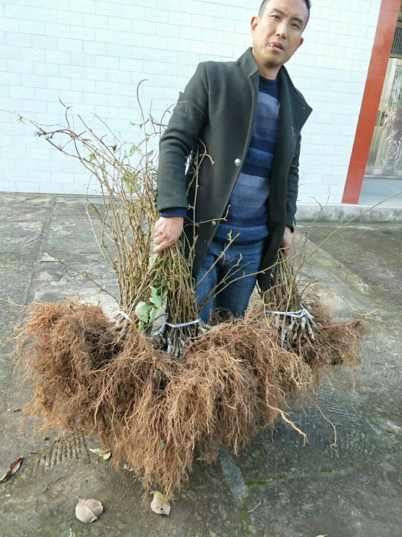 苍溪红心猕猴桃嫁接苗原产地直发2年苗栽后第二年挂果