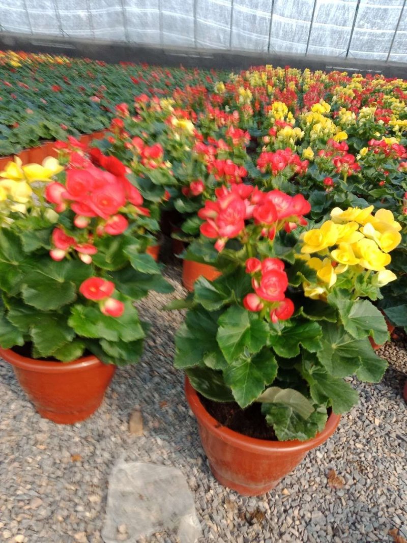 丽格海棠