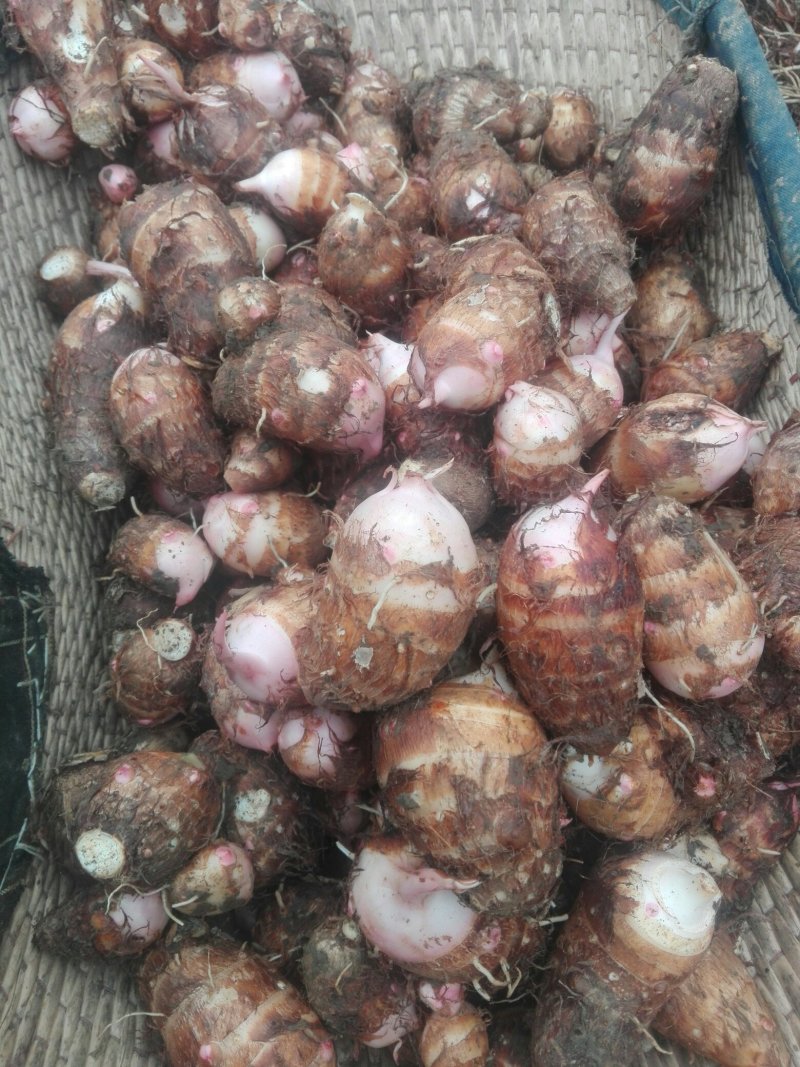 河南南阳，二万亩红芽芋每年八月大量上市。