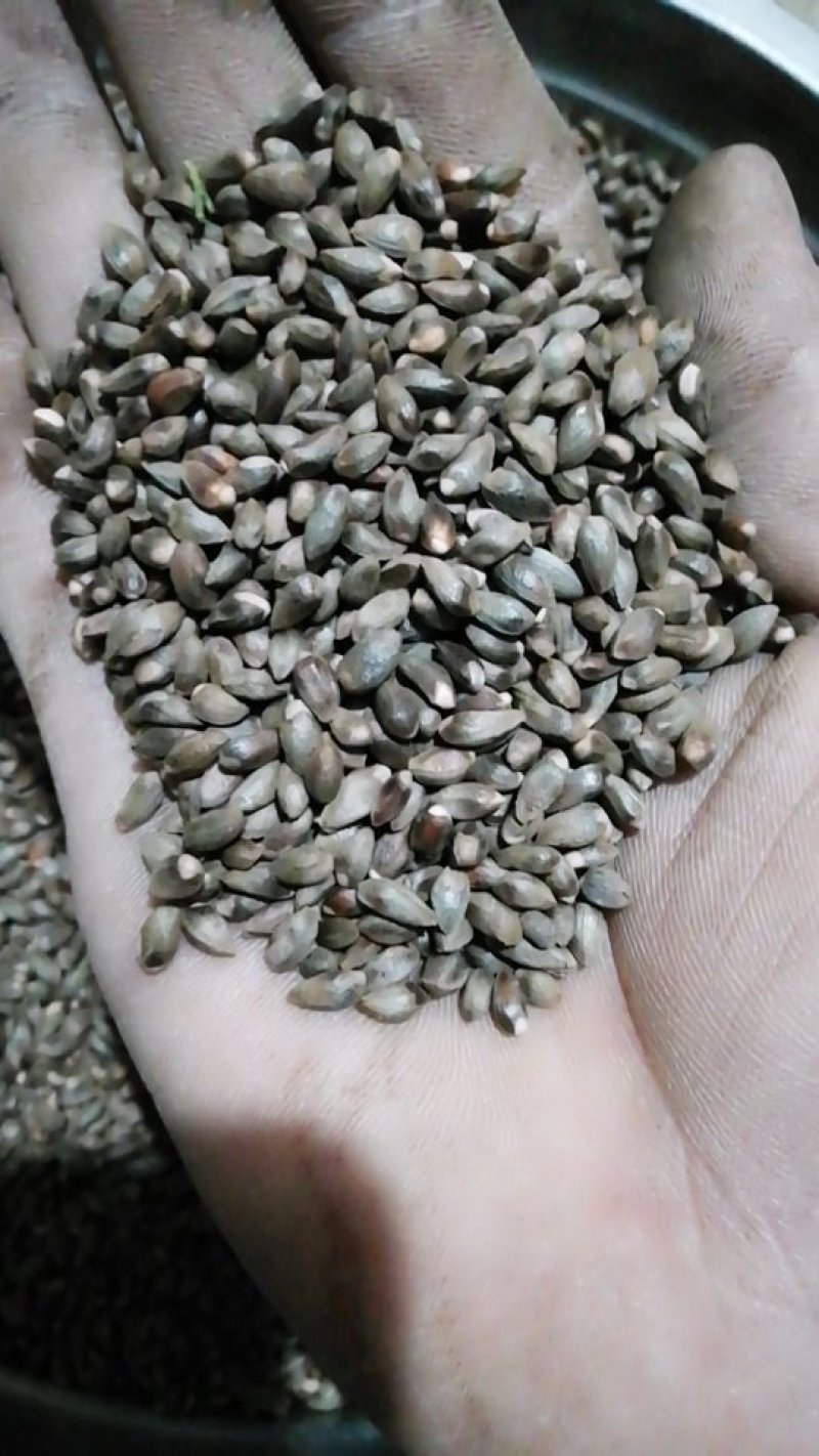 侧柏种子柏树籽产地出售.低价批发出芽率90%以上