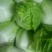 优质西兰花大白菜优质大椒
