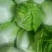 优质西兰花大白菜优质大椒