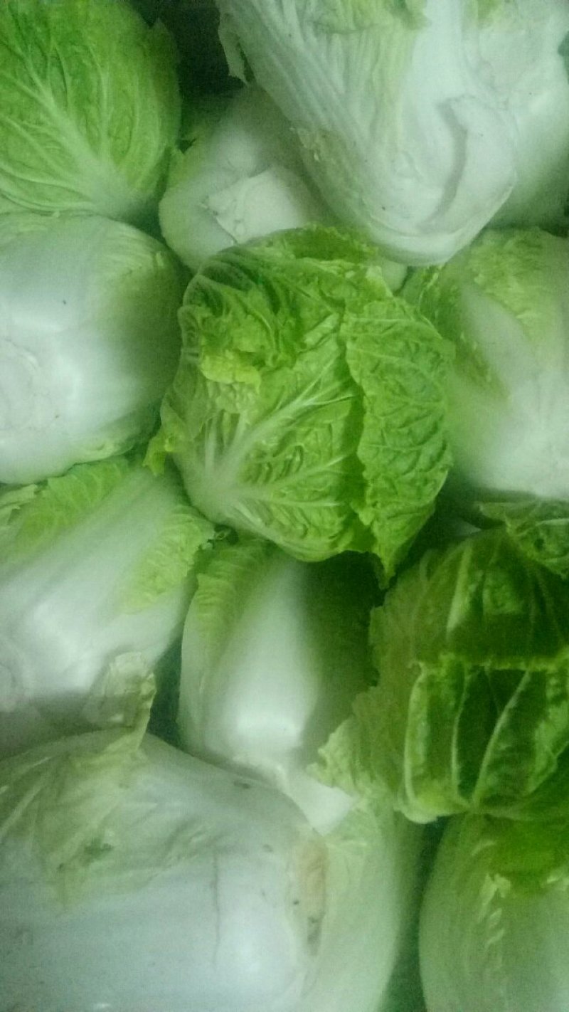 优质西兰花大白菜优质大椒
