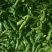 优质西兰花大白菜优质大椒