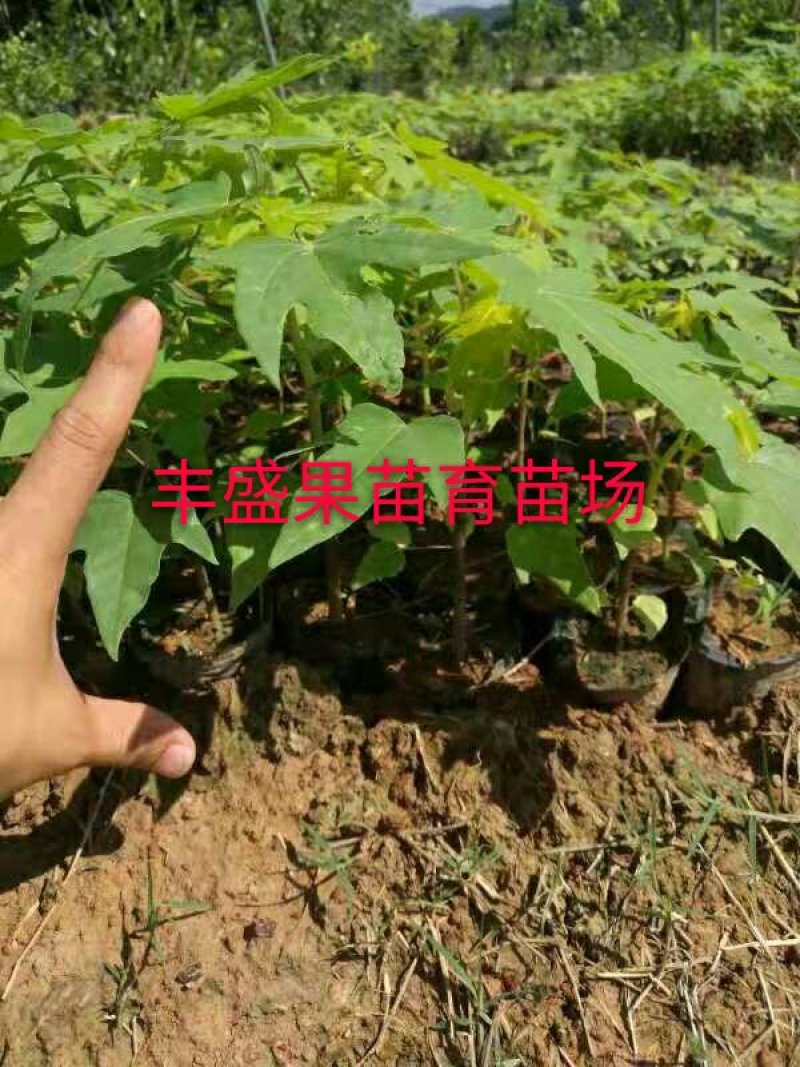 泰国金木瓜苗