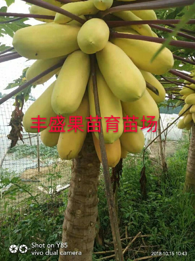 泰国金木瓜苗
