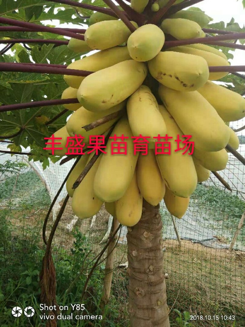 泰国金木瓜苗
