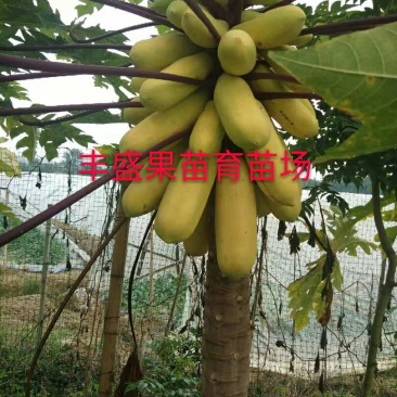 泰国金木瓜苗