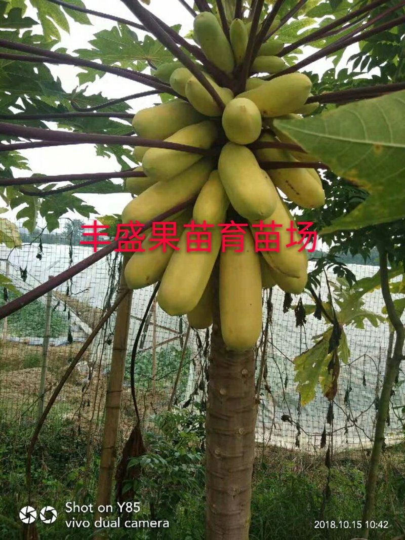 泰国金木瓜苗