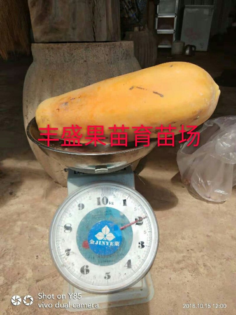 泰国金木瓜苗