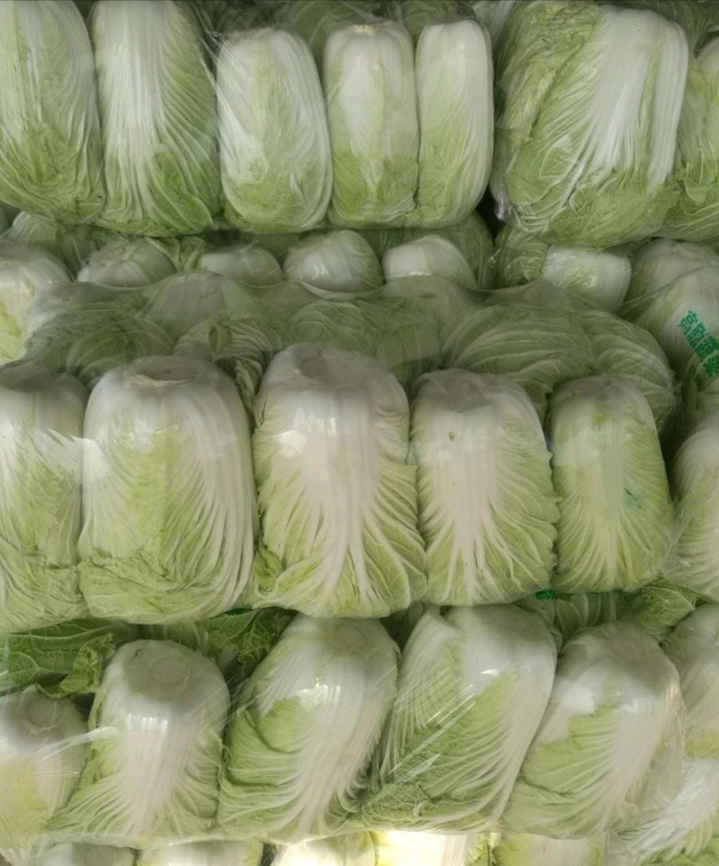 江苏大白菜黄心白菜棵形好嫩菜产地直发质量保证
