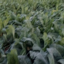 有机花菜，白面青杆有机花，