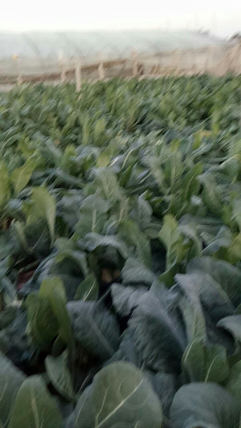 有机花菜，白面青杆有机花，