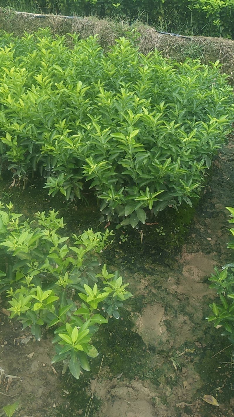 金秋，金癸沙糖柑果苗