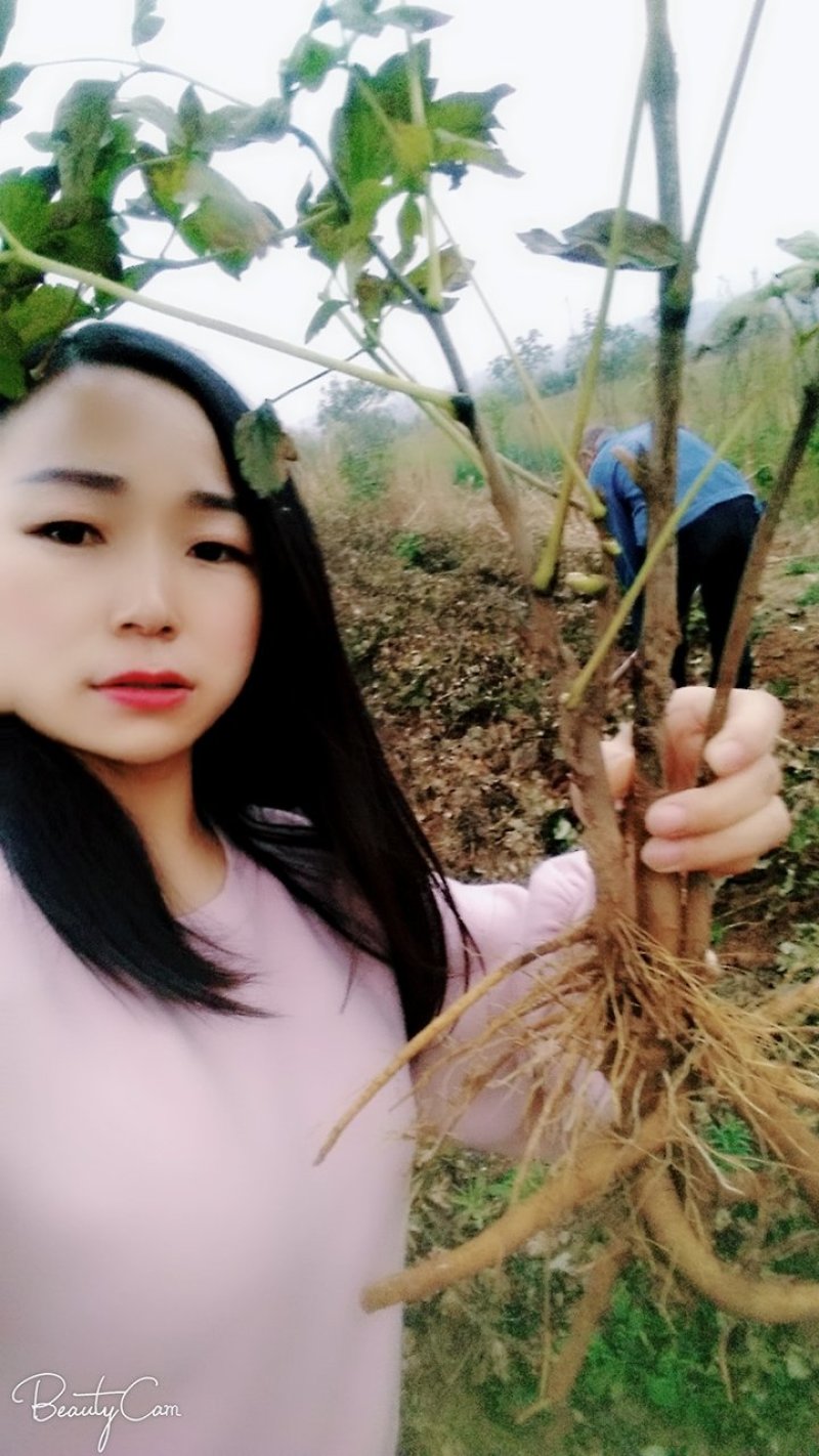 洛阳观赏牡丹苗～两年苗！重瓣大花朵。跟粗苗壮包对版包成活