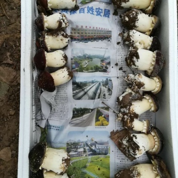 赤松茸鲜货,一件代发,基地直供