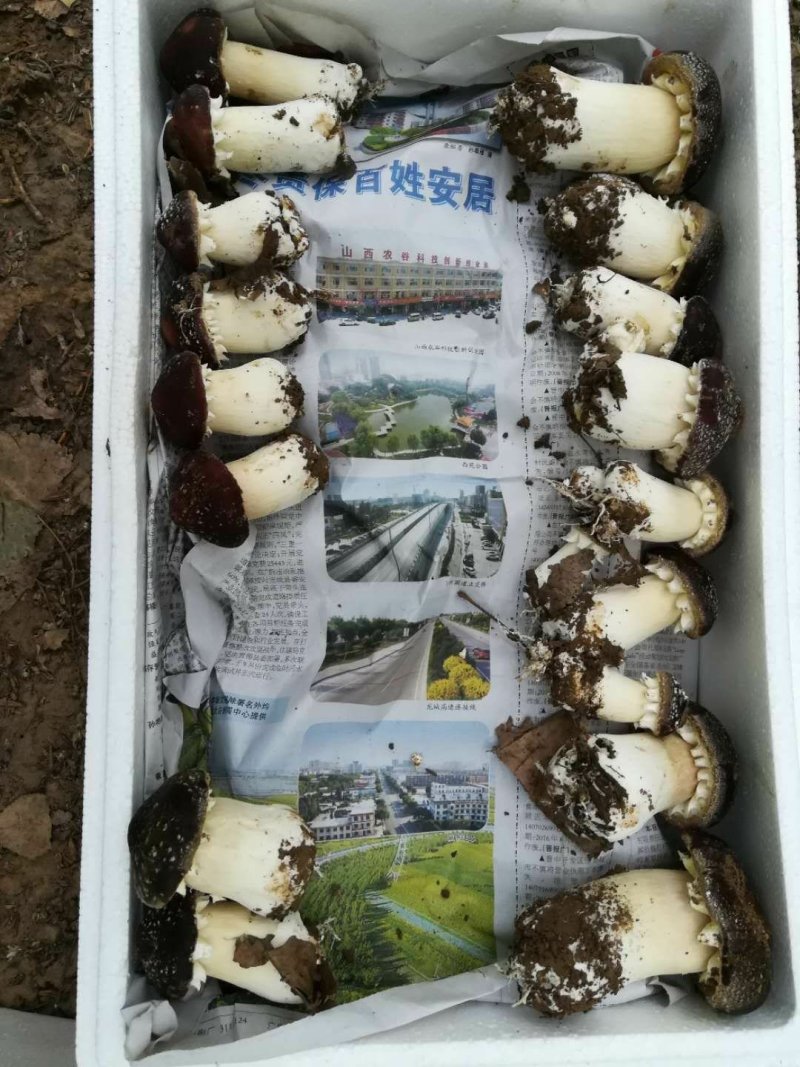 赤松茸鲜货，一件代发，基地直供