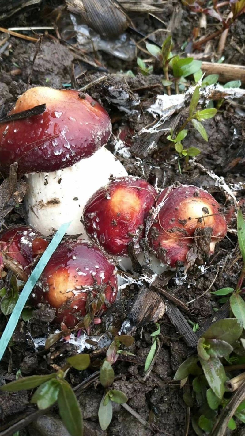 赤松茸鲜货，一件代发，基地直供