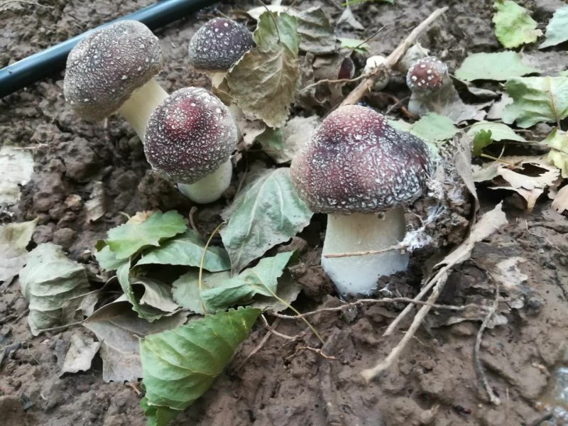 赤松茸鲜货，一件代发，基地直供