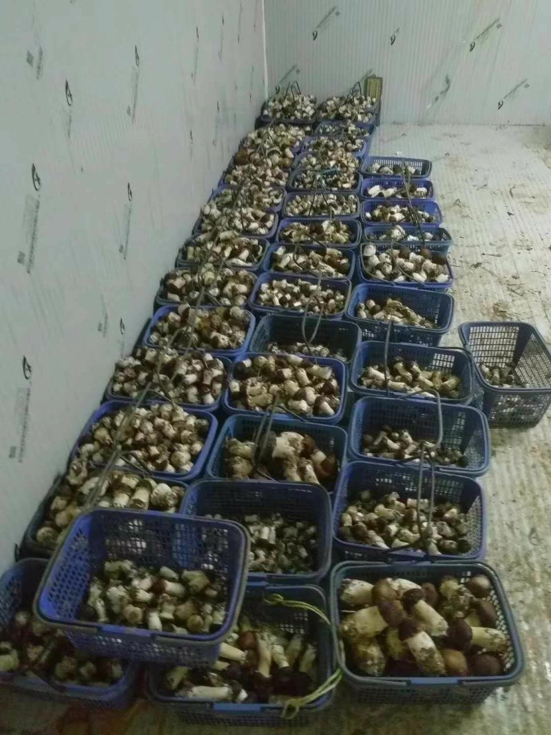 赤松茸鲜货，一件代发，基地直供