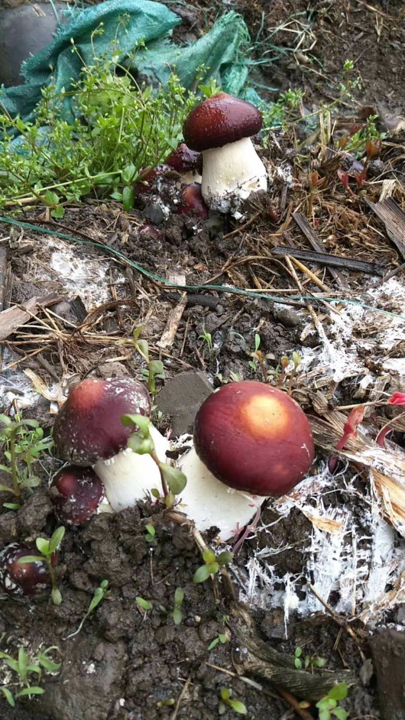 赤松茸鲜货，一件代发，基地直供