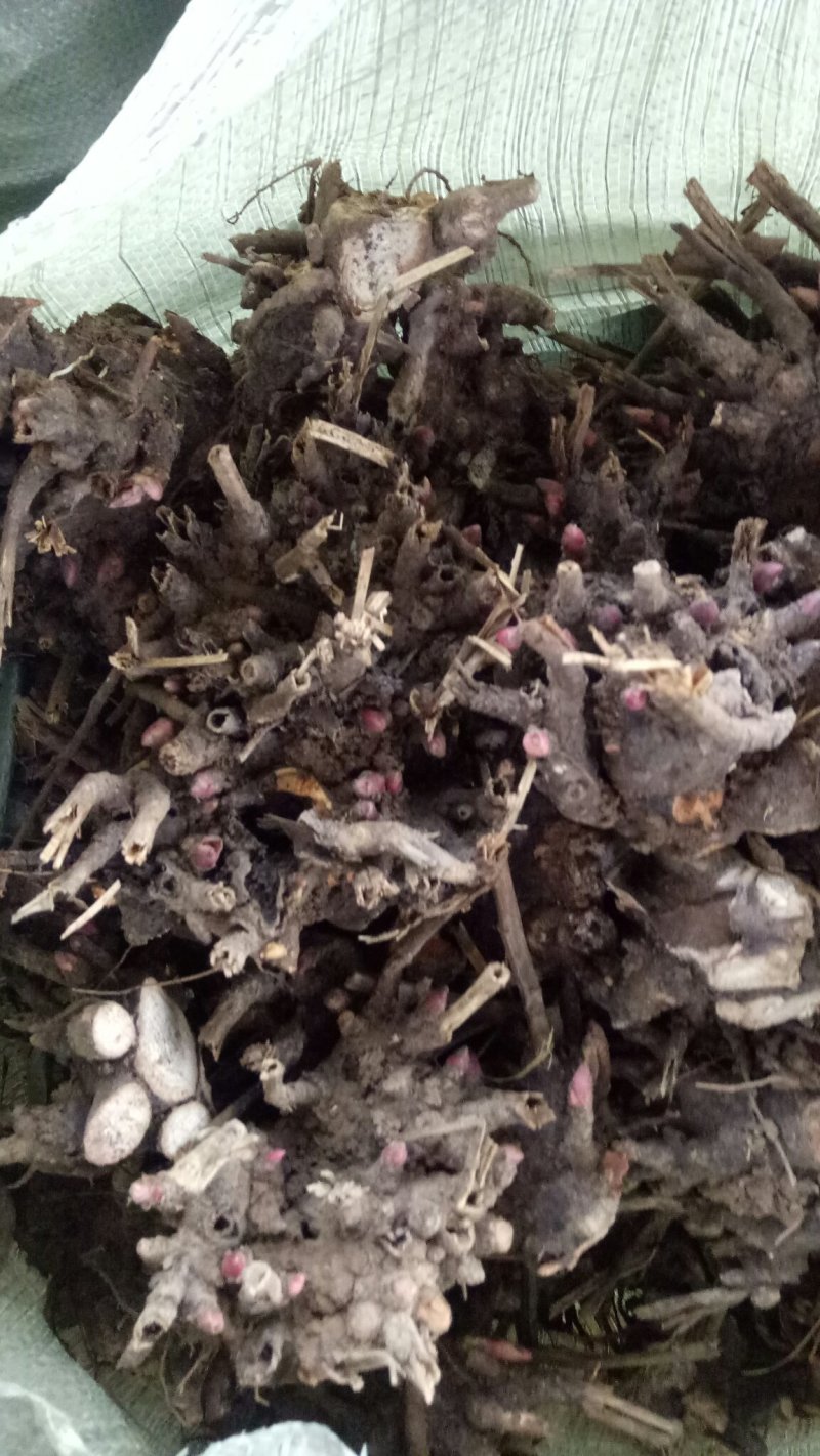 白芍