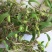 石橄榄，单叶小果石橄榄