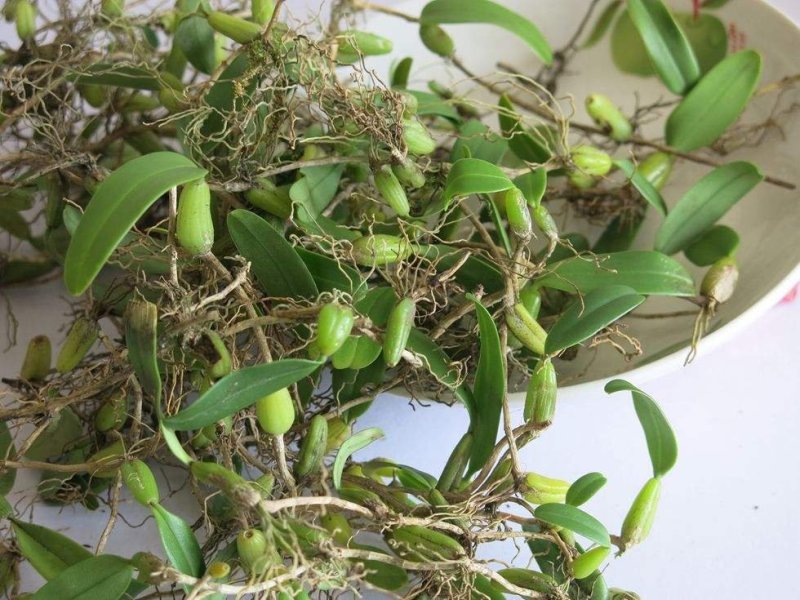 石橄榄，单叶小果石橄榄