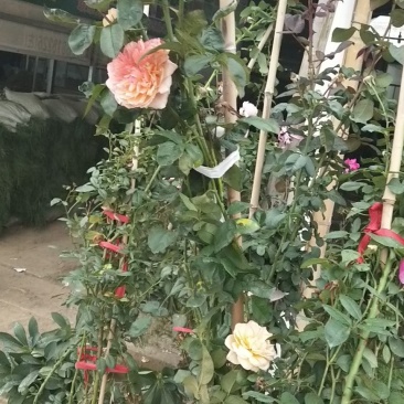 藤本月季
