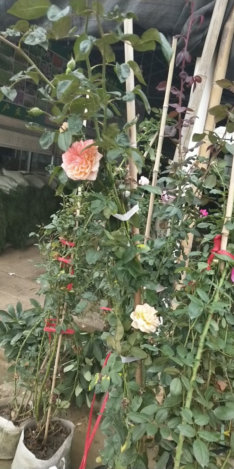 藤本月季