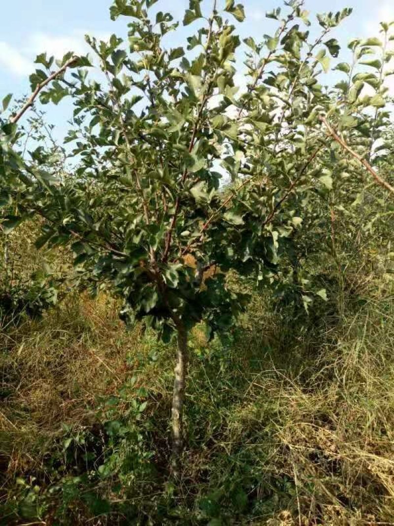 山楂树4一一7公分粗