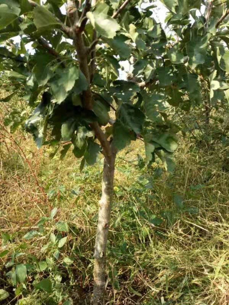 山楂树4一一7公分粗