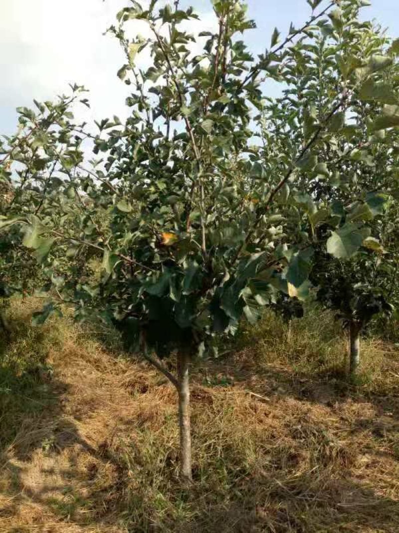 山楂树4一一7公分粗