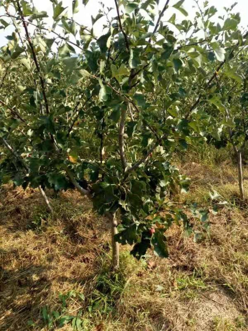 山楂树4一一7公分粗