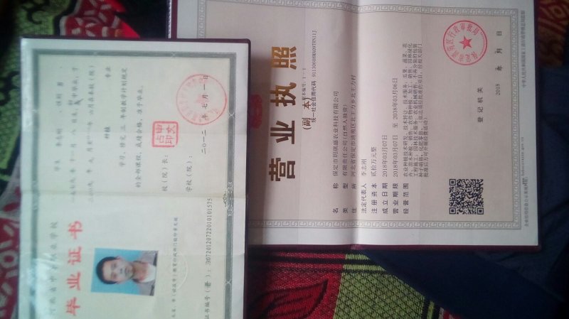 绿化苗木法桐国槐垂柳毛白杨栾树杜仲白腊