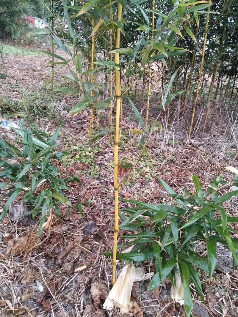 金镶玉竹