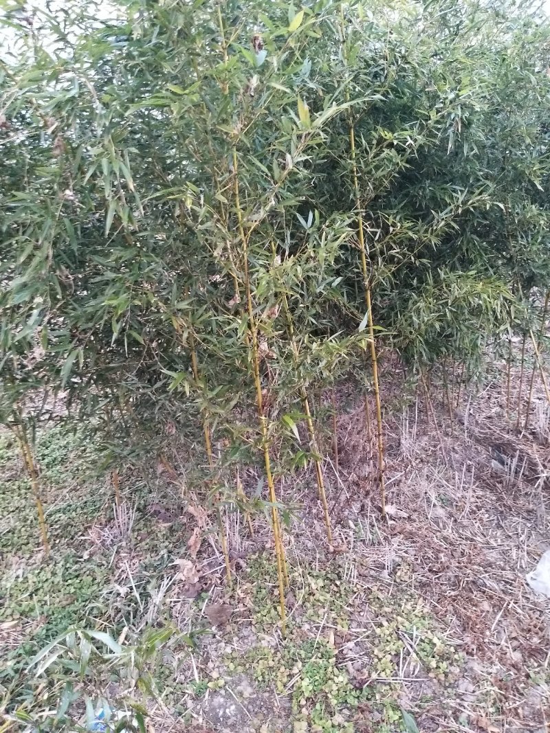 金镶玉竹
