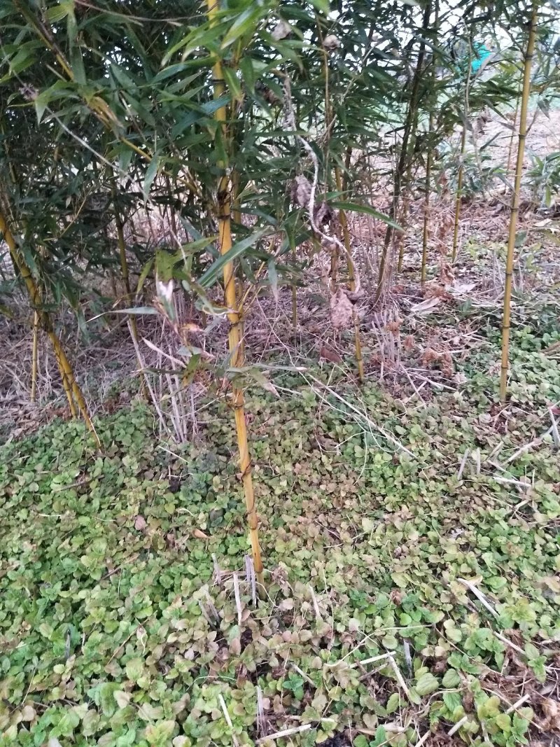 金镶玉竹