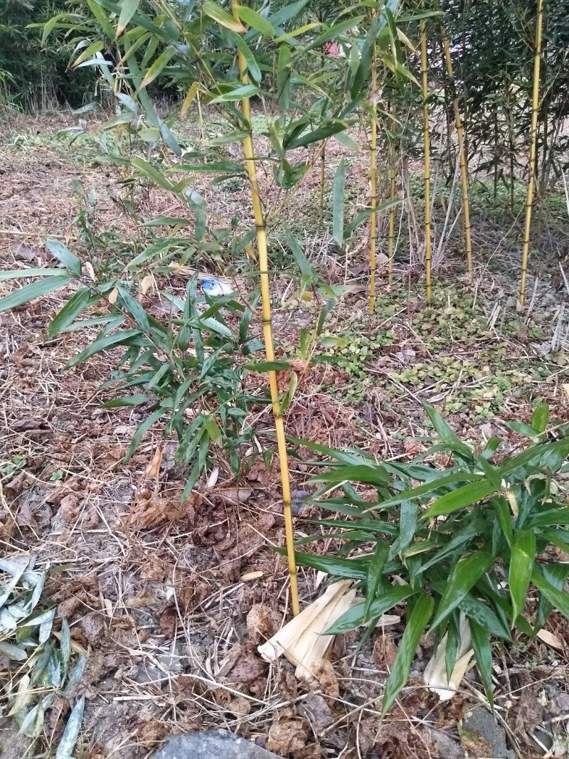 金镶玉竹