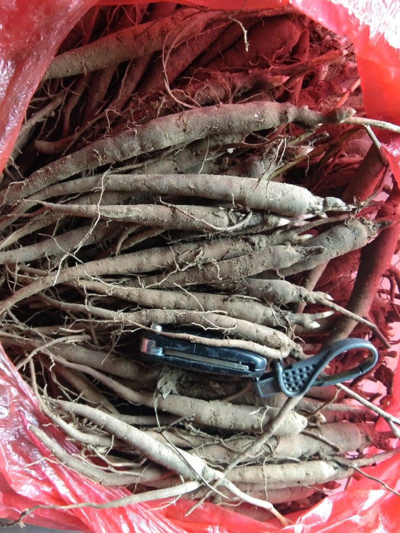 赤芍苗，芍药苗，二年苗保证质量，量大优惠