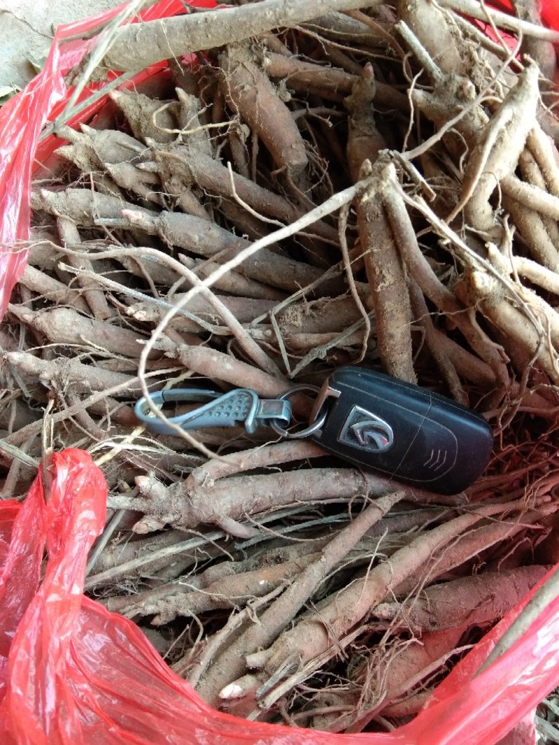 赤芍苗，芍药苗，二年苗保证质量，量大优惠