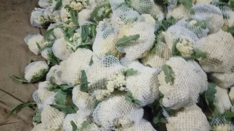 有机花菜，白面青杆有机花，