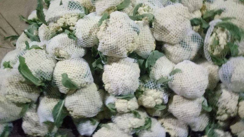 有机花菜，白面青杆有机花，