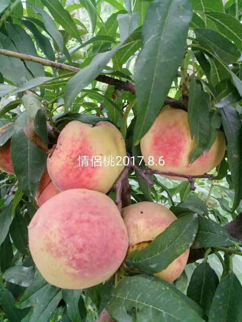 【情侣桃苗】优质桃子苗基地直发包技术包指导